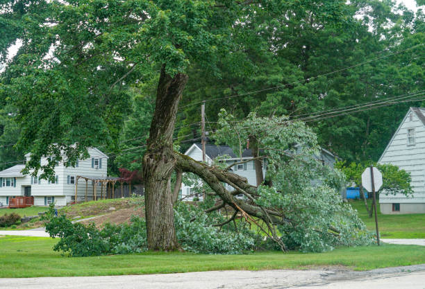 The Steps Involved in Our Tree Care Process in Lake Isabella, MI